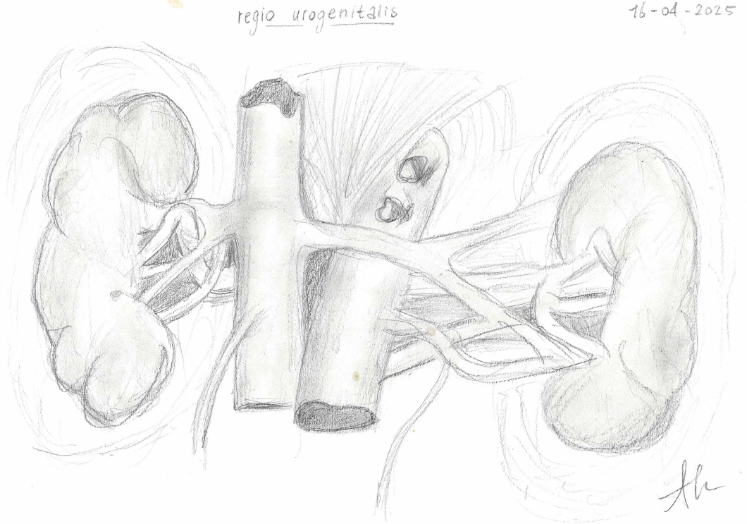 Prachtige resultaten op de tekencursus!